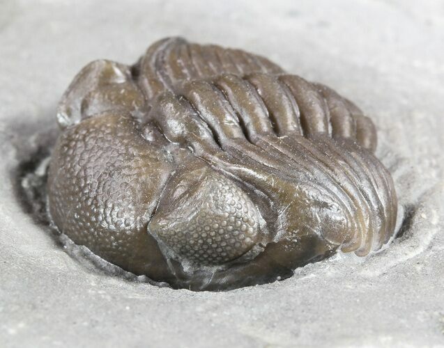 Wide, Partial Eldredgeops Trilobite - Ohio #55461